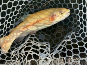 3月1日（日）八王子市　せっきーさん