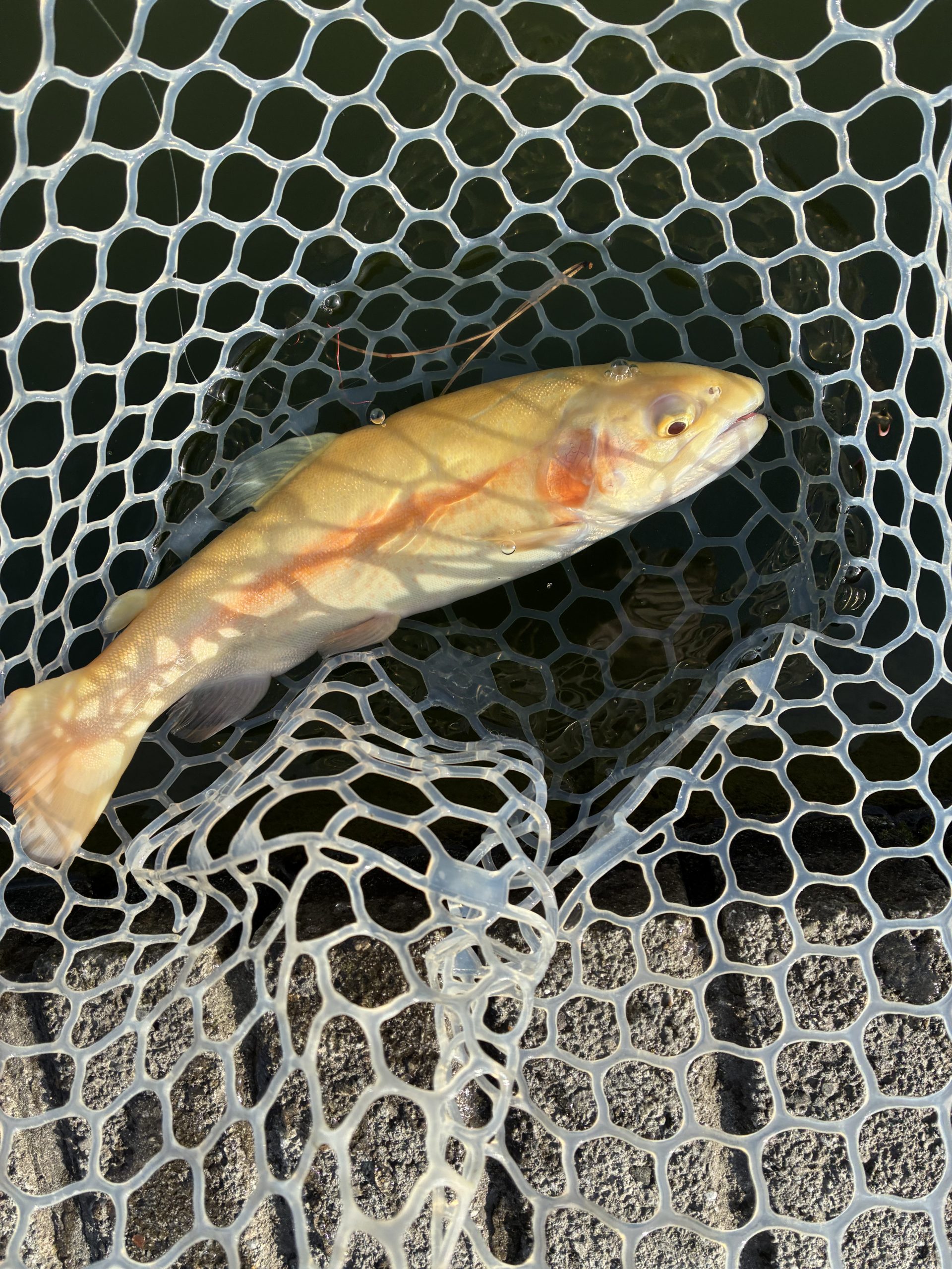 3月1日（日）八王子市　せっきーさん