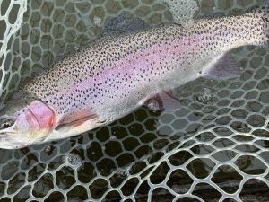 3月22日（日）八王子市　せっきーさん