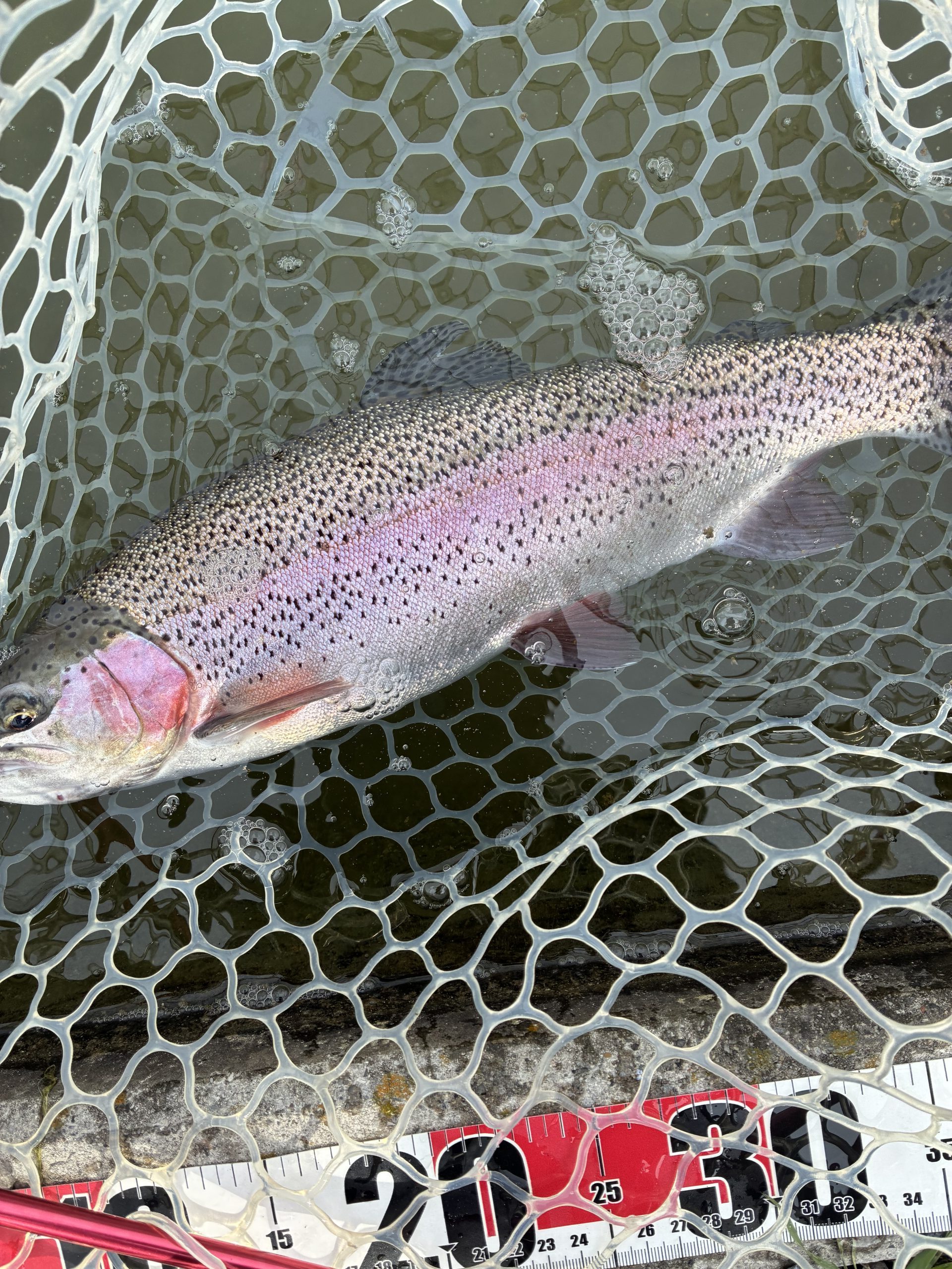 3月22日（日）八王子市　せっきーさん