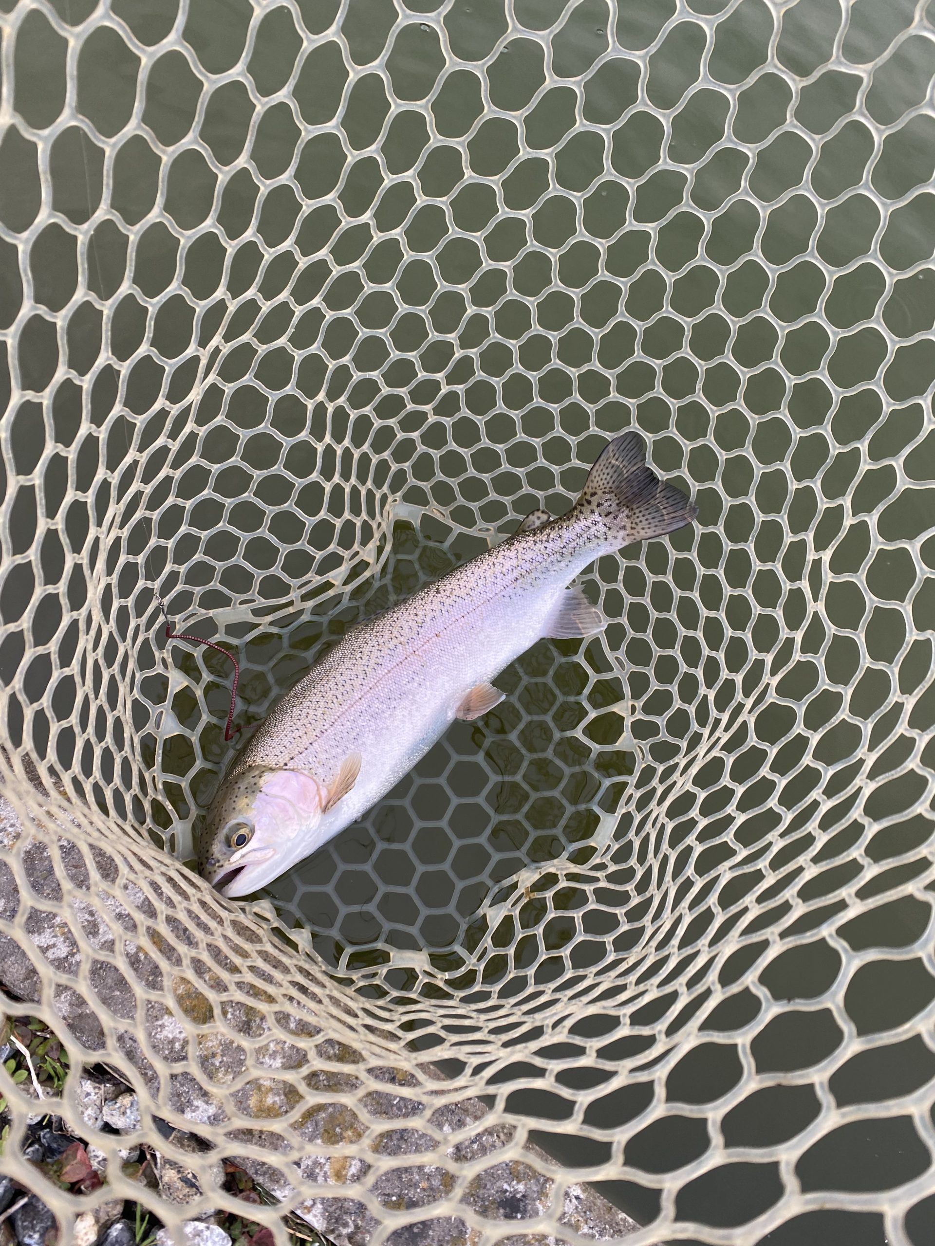 3月7日（土）浦安市　kp　さん