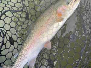 3月17日（火）国立市　K.Tさん