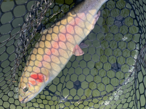 3月29日（日）国立市　K.Tさん