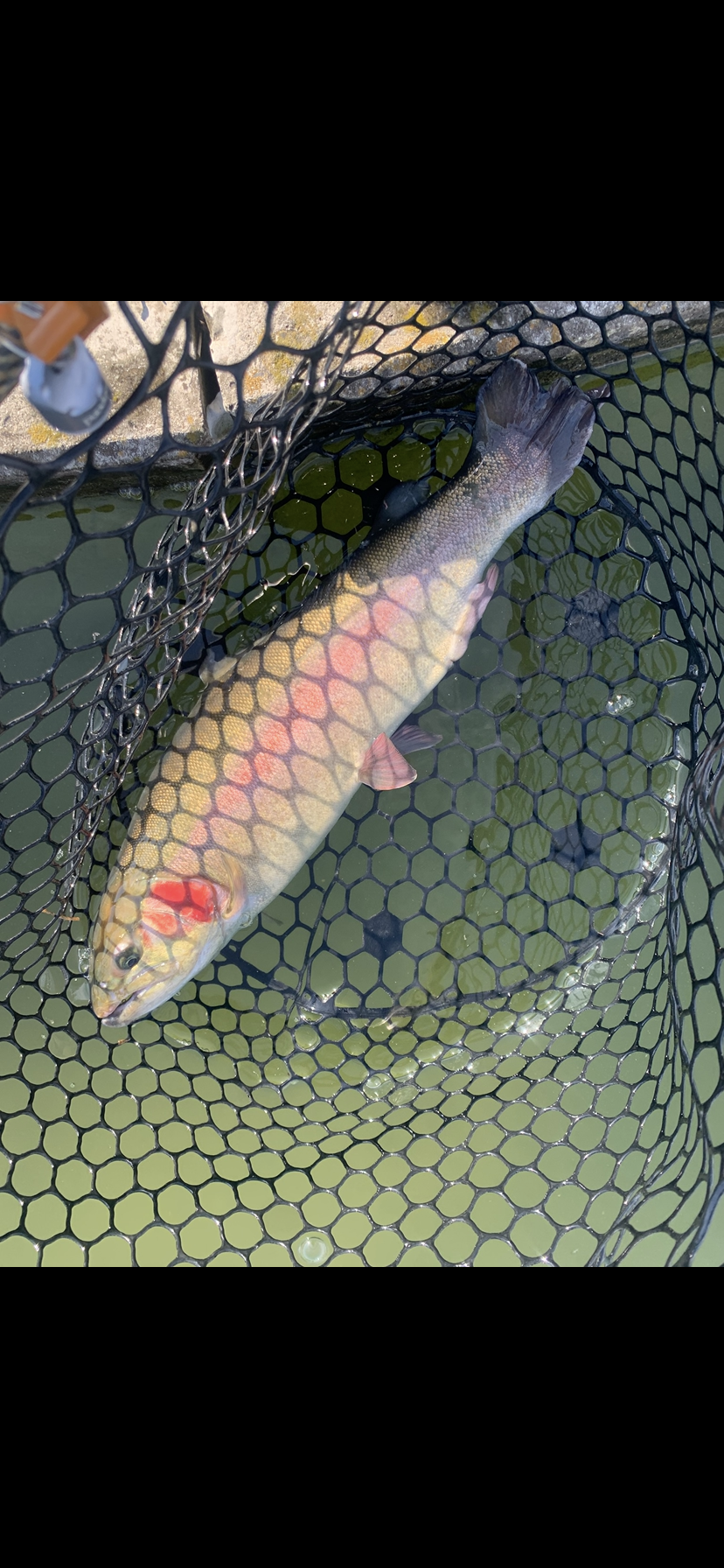 3月29日（日）国立市　K.Tさん