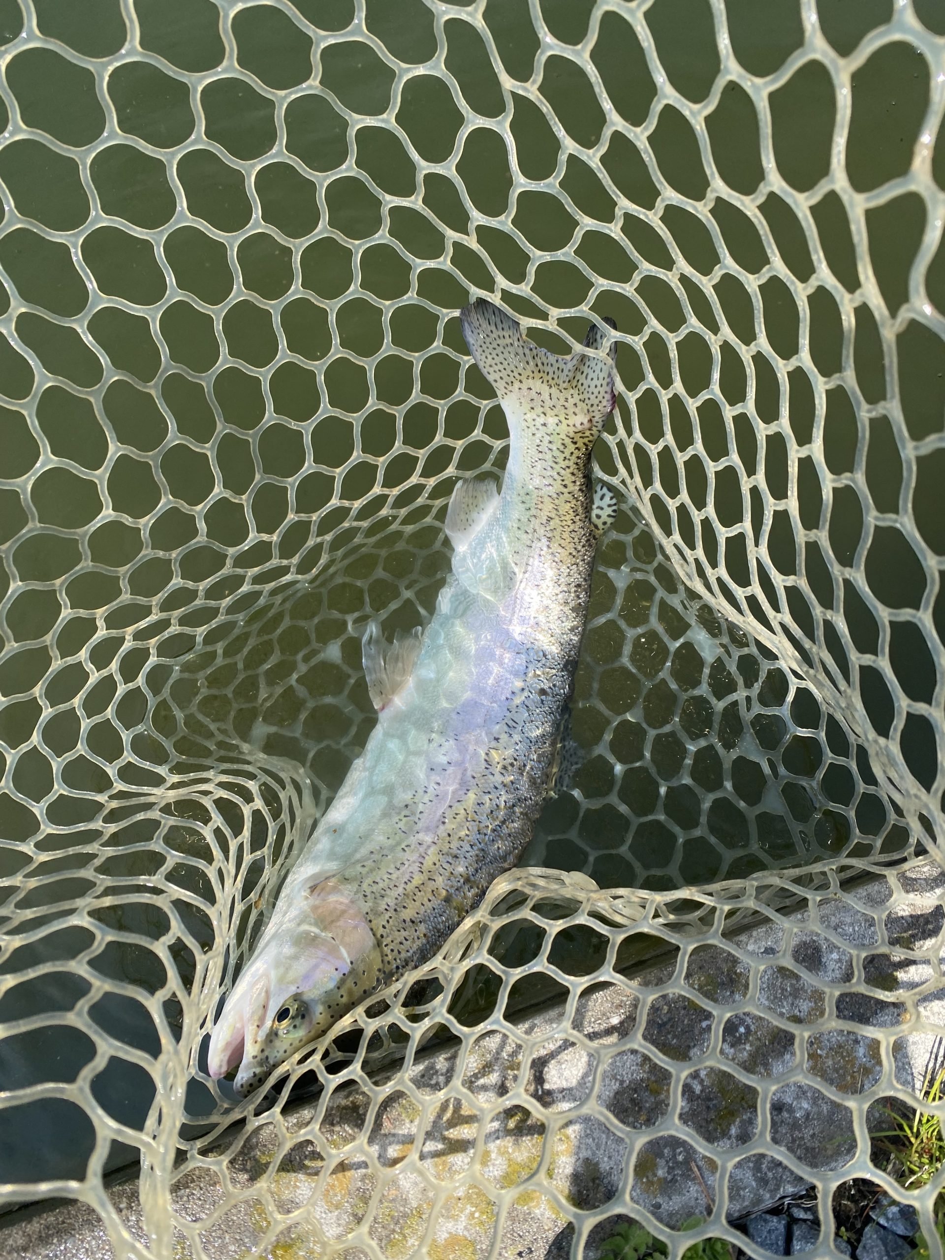 3月28日(土) 浦安市 kpさん