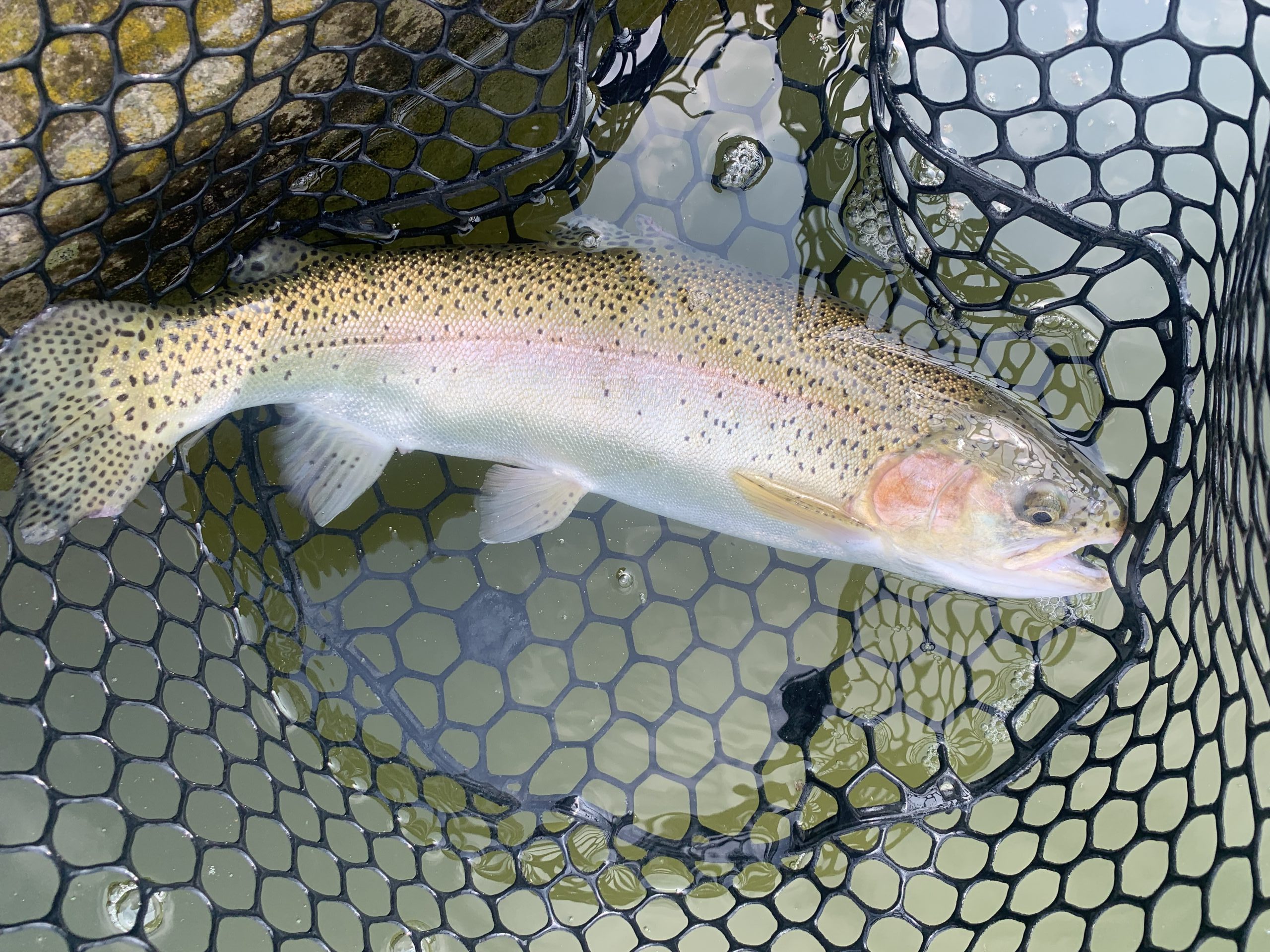 3月30日（月）国立市　K.Tさん