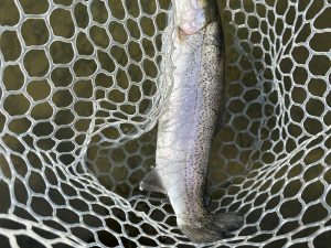 3月6日(金)　あきる野市　野口さん