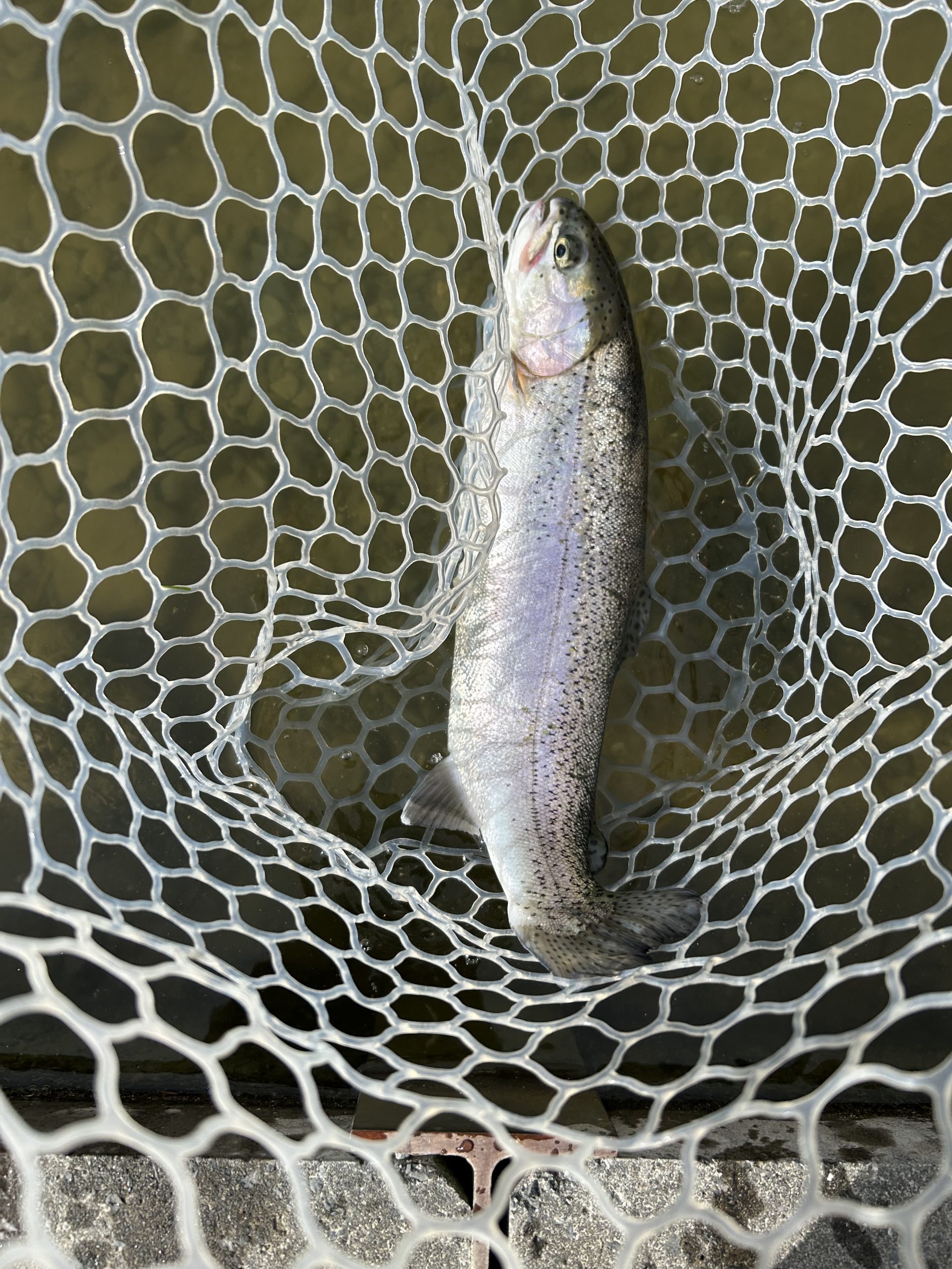 3月6日(金)　あきる野市　野口さん