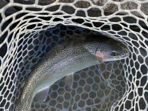 3月14日（土）あきる野市　野口さん