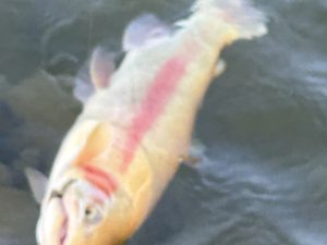 3月21日(土)　あきる野市　野口さん