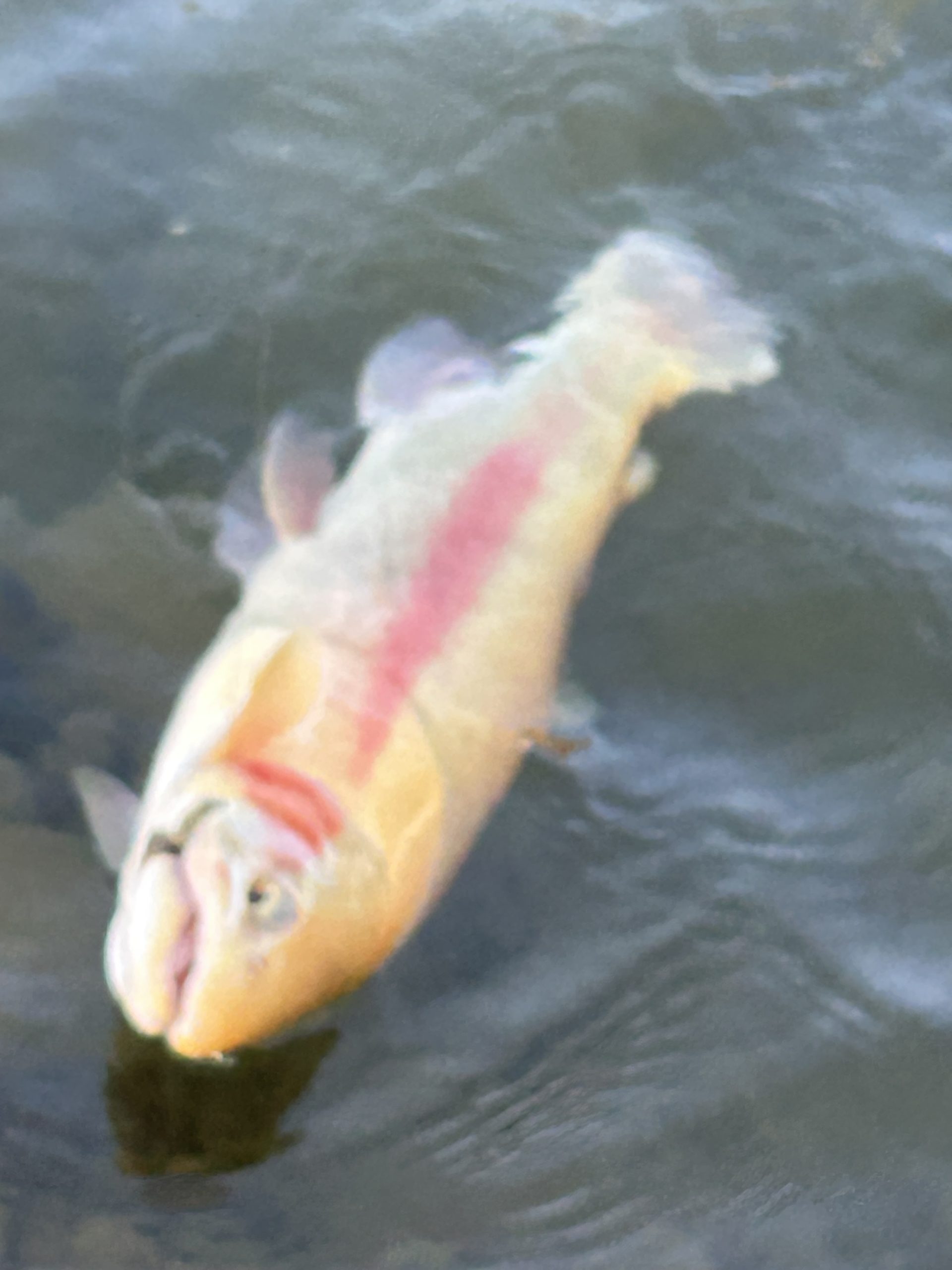 3月21日(土)　あきる野市　野口さん