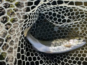 3月27日（金）あきる野市　野口さん