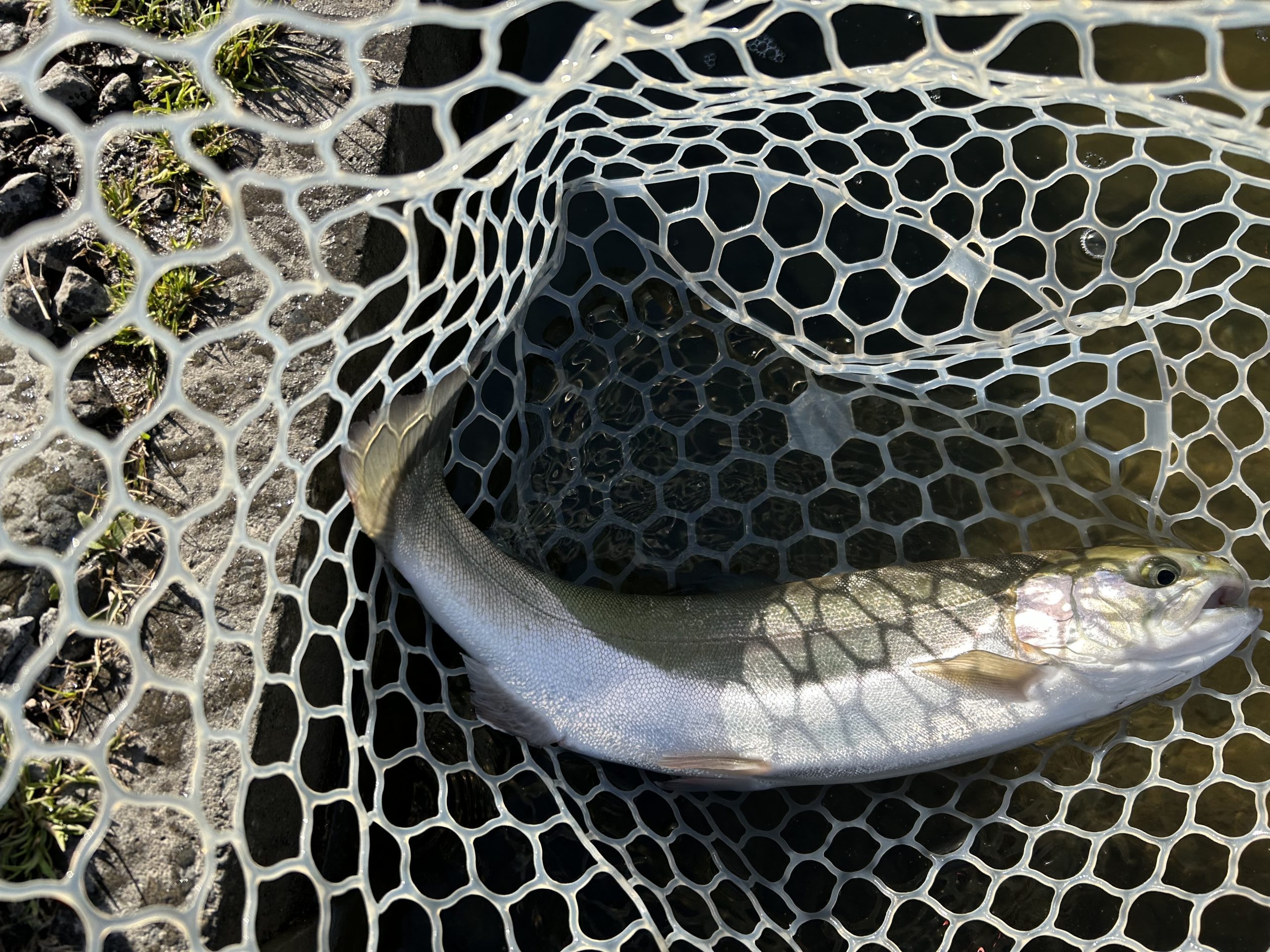 3月27日（金）あきる野市　野口さん