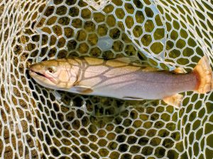 3月15日（日）三鷹市　くにザイルさん