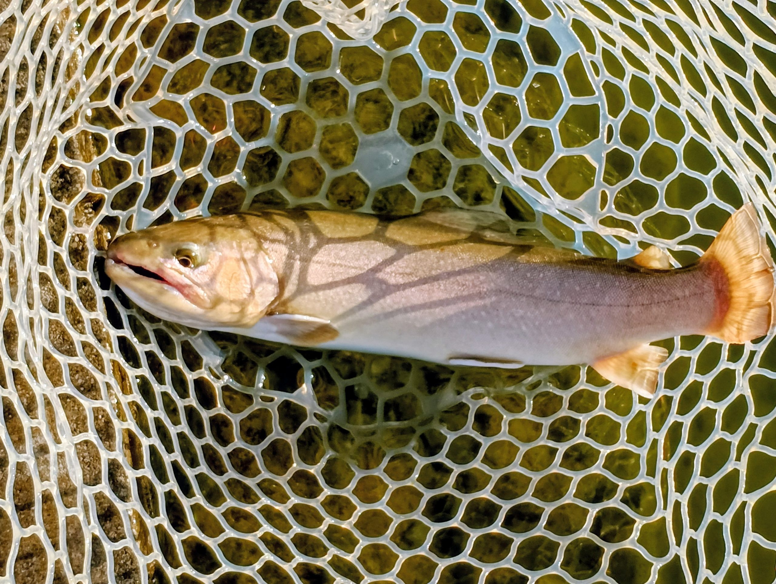 3月15日(日)三鷹市 くにザイルさん