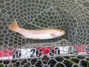 3月22日(日)　日野市　よっちゃんさん