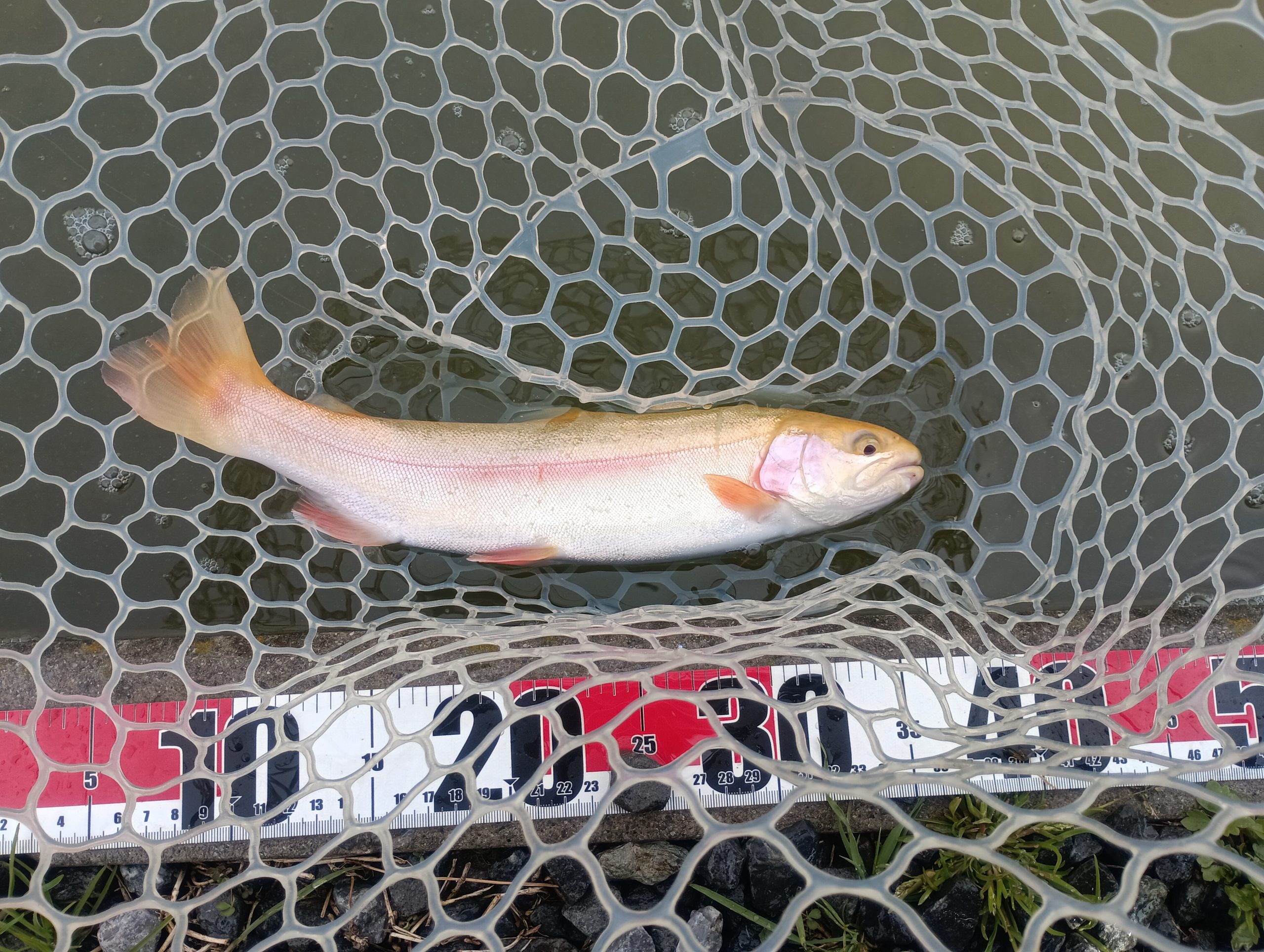 3月22日(日)　日野市　よっちゃんさん