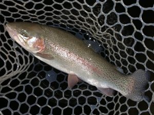 3月7日（土）日野市　小倉さん