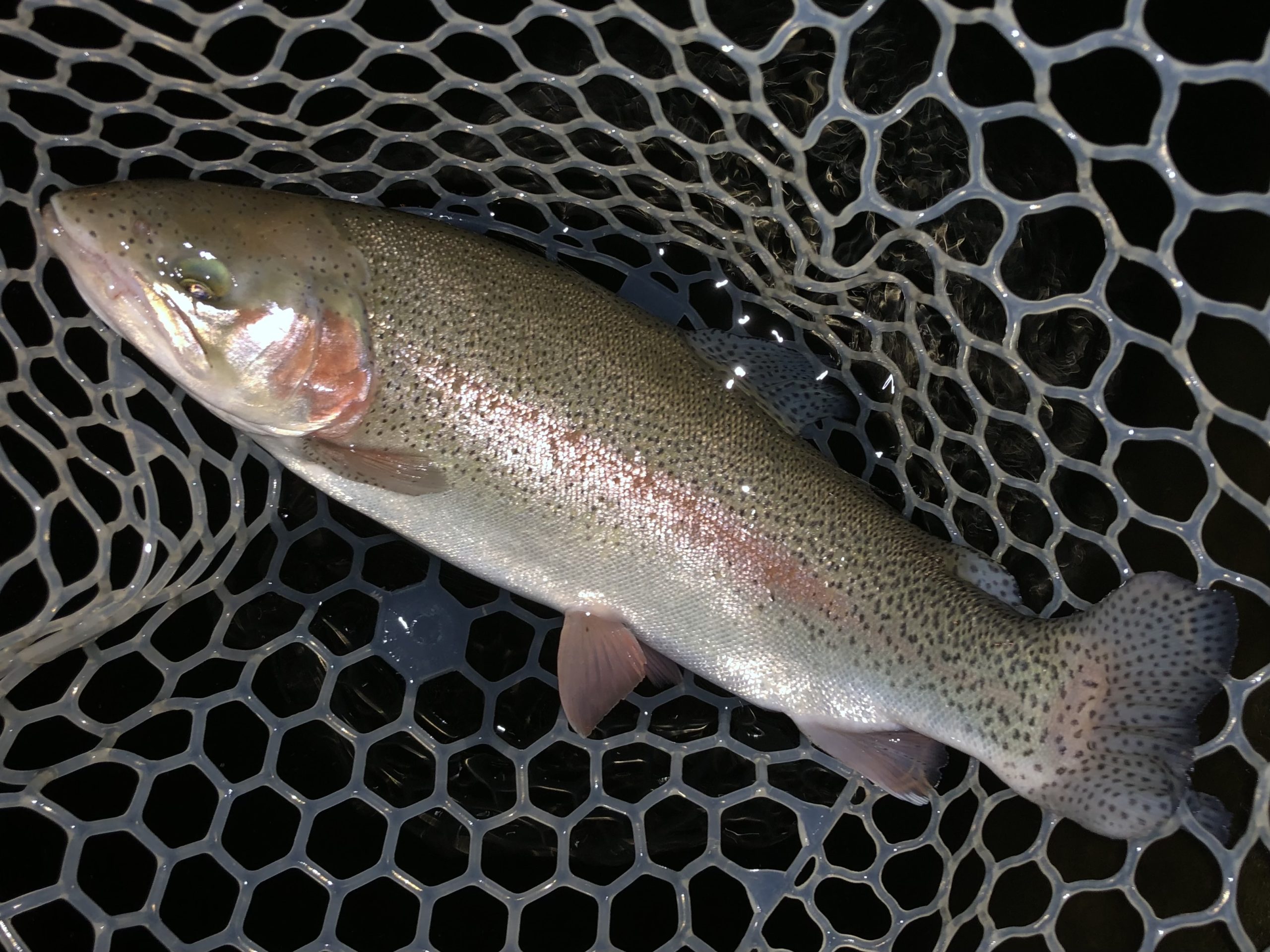 3月7日（土）日野市　小倉　さん