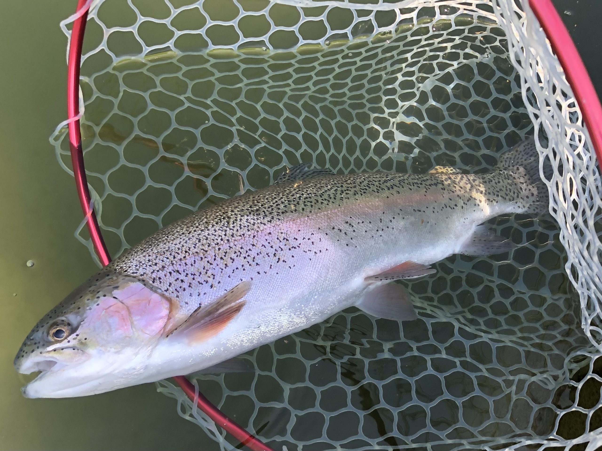 3月21日(土)日野市 オグさん