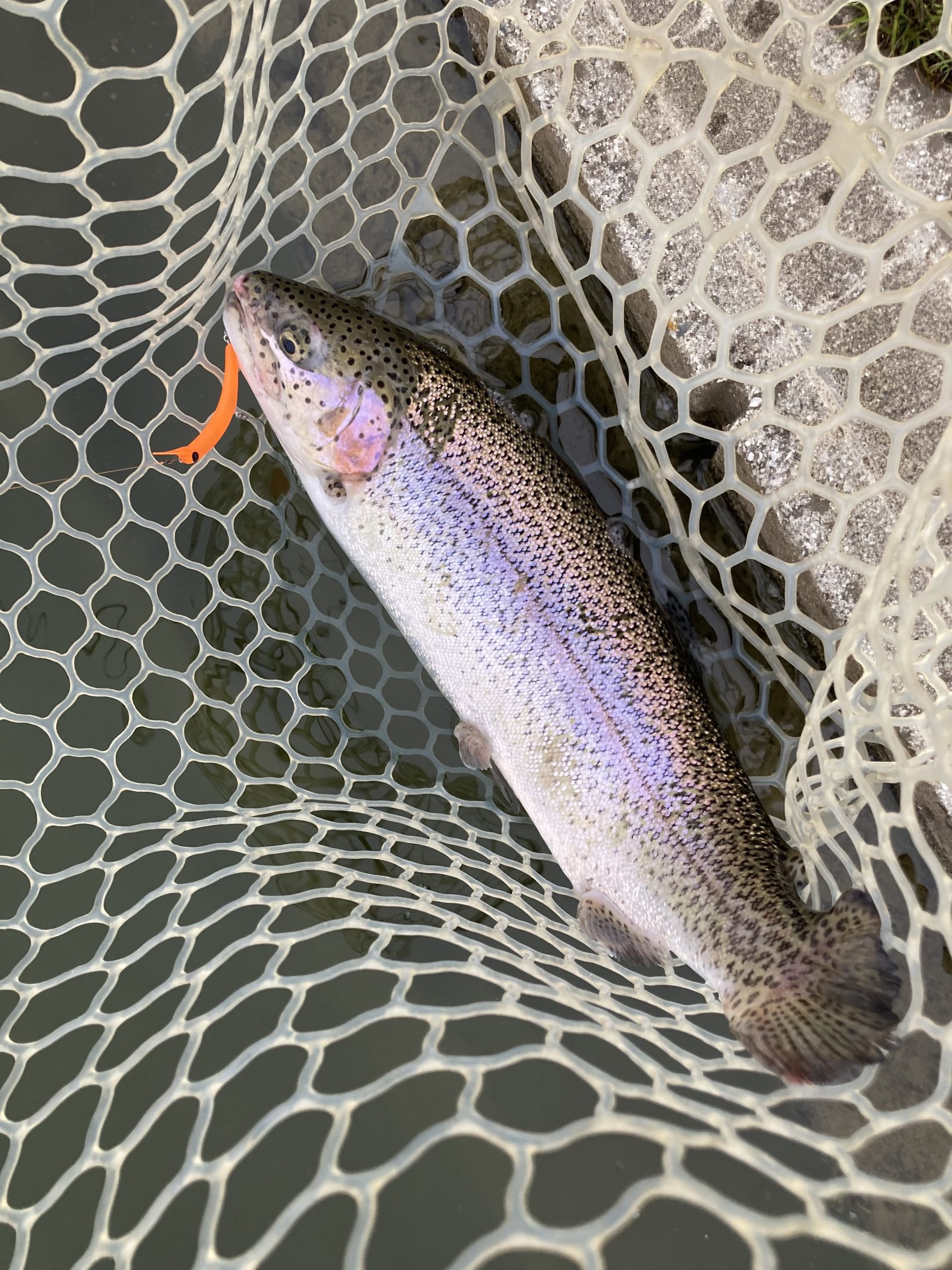 3月13日(金)　座間市　あきとさん