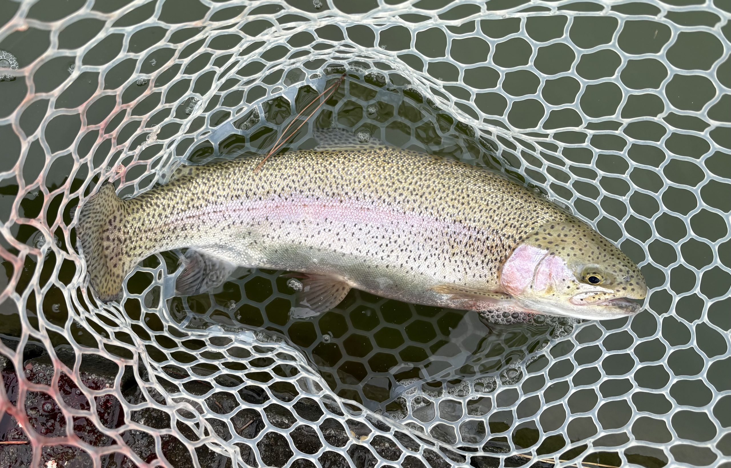 3月2日(月)小平市 MORI さん