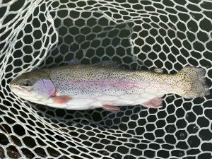 3月18日(水)　小平市　MORIさん