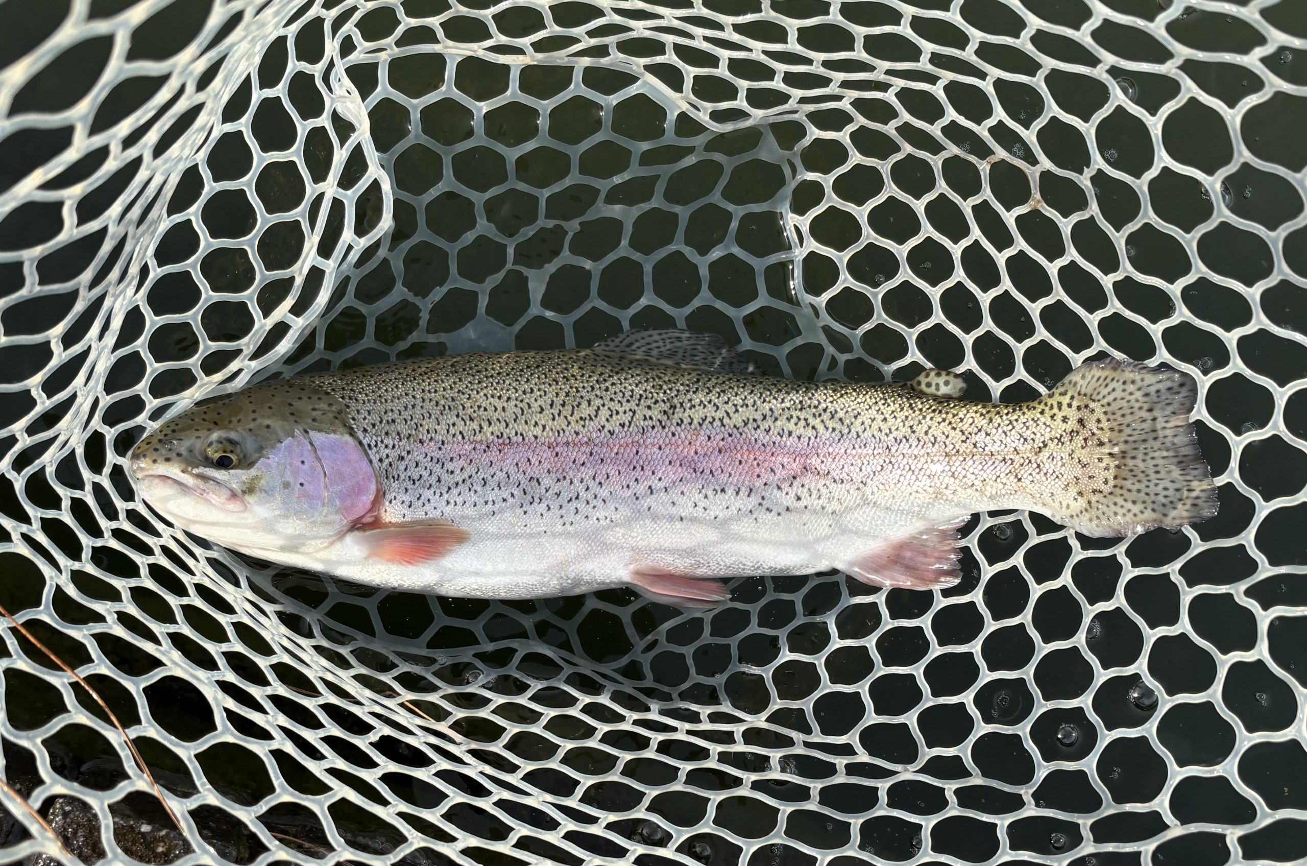 3月18日(水)　小平市　MORIさん