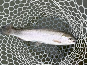 3月25日（水）小平市　MORIさん