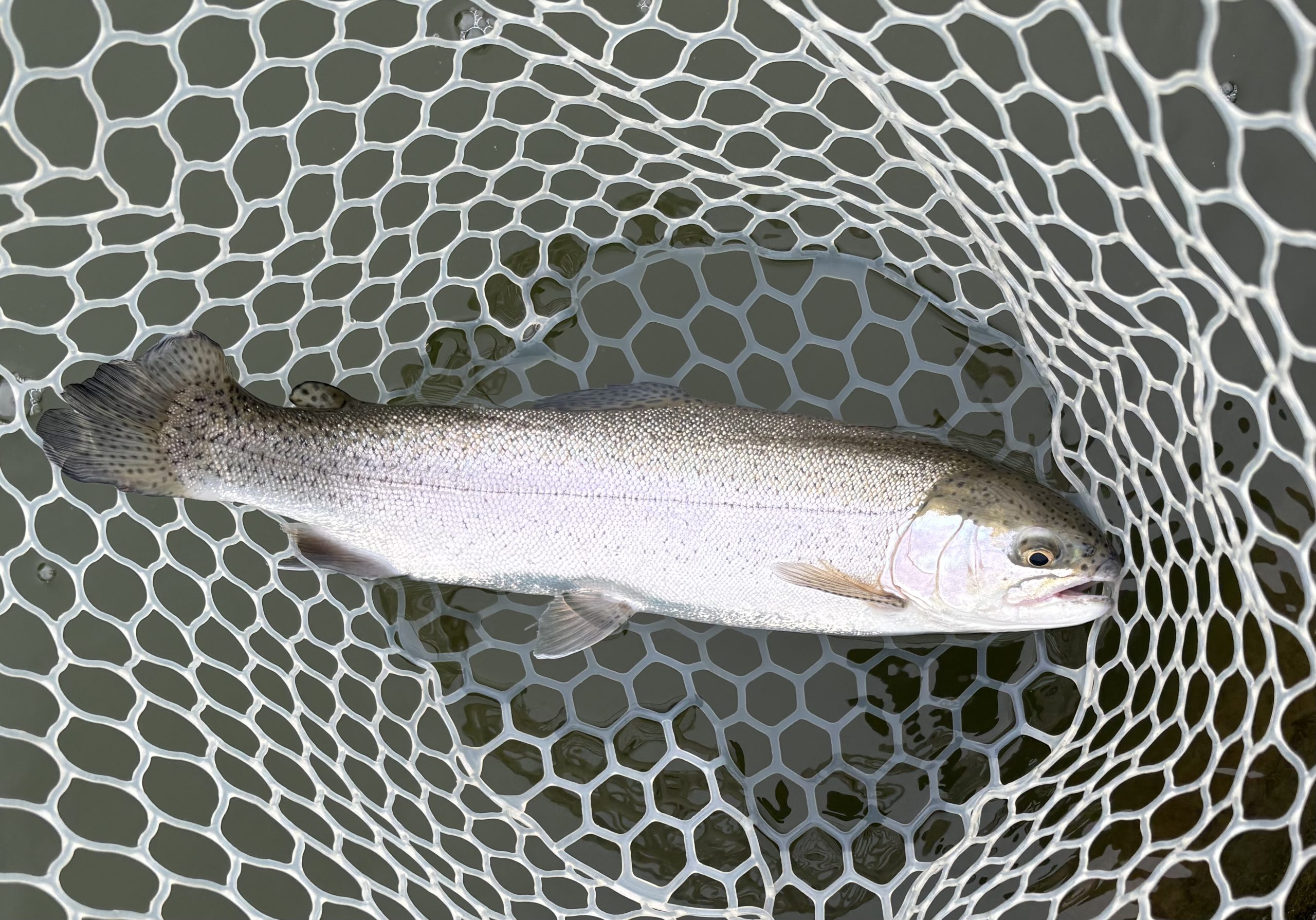 3月25日（水）小平市　MORIさん