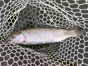 3月30日(月)　小平市　MORIさん