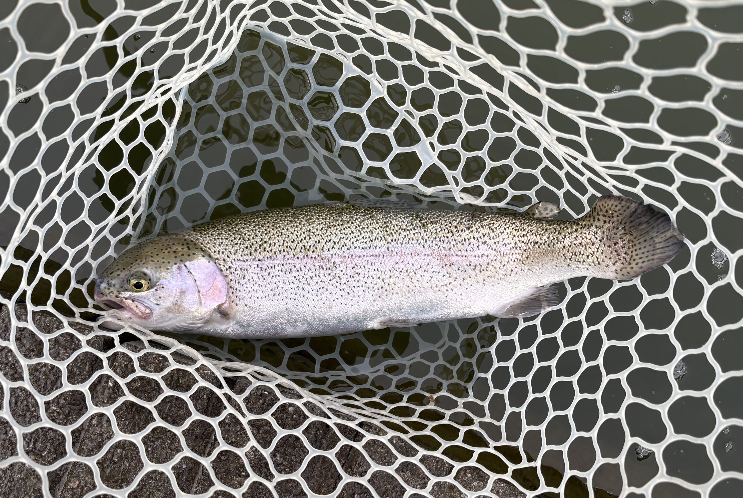 3月30日(月) 小平市 MORIさん