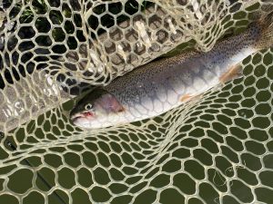 2月28日（土）羽村市　うにねこさん