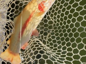 3月7日（土）羽村市　うにねこ　さん