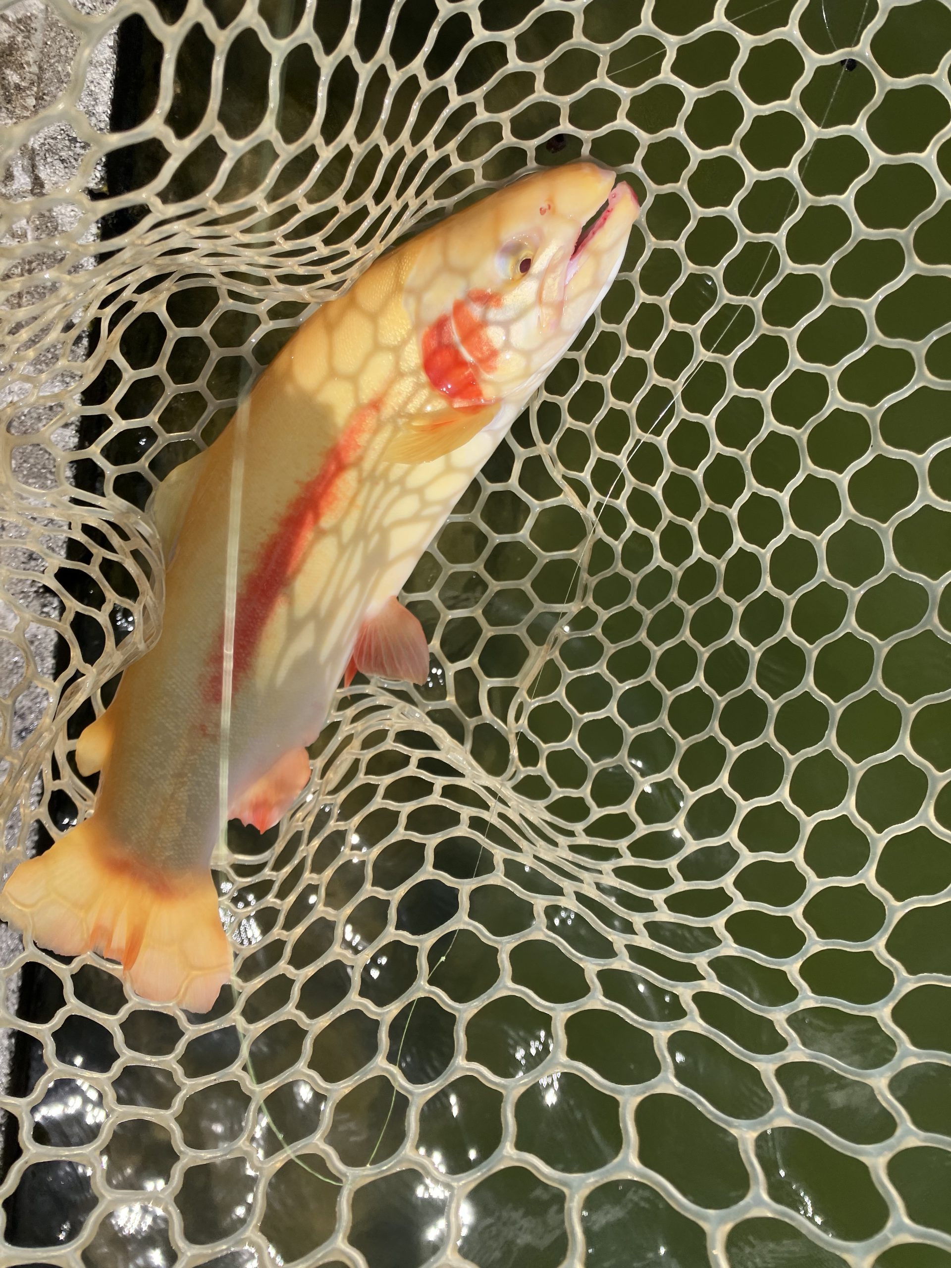 3月7日（土）羽村市　うにねこ　さん