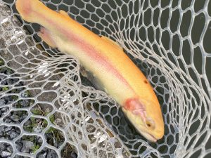 3月13日(金)　羽村市　うにねこさん