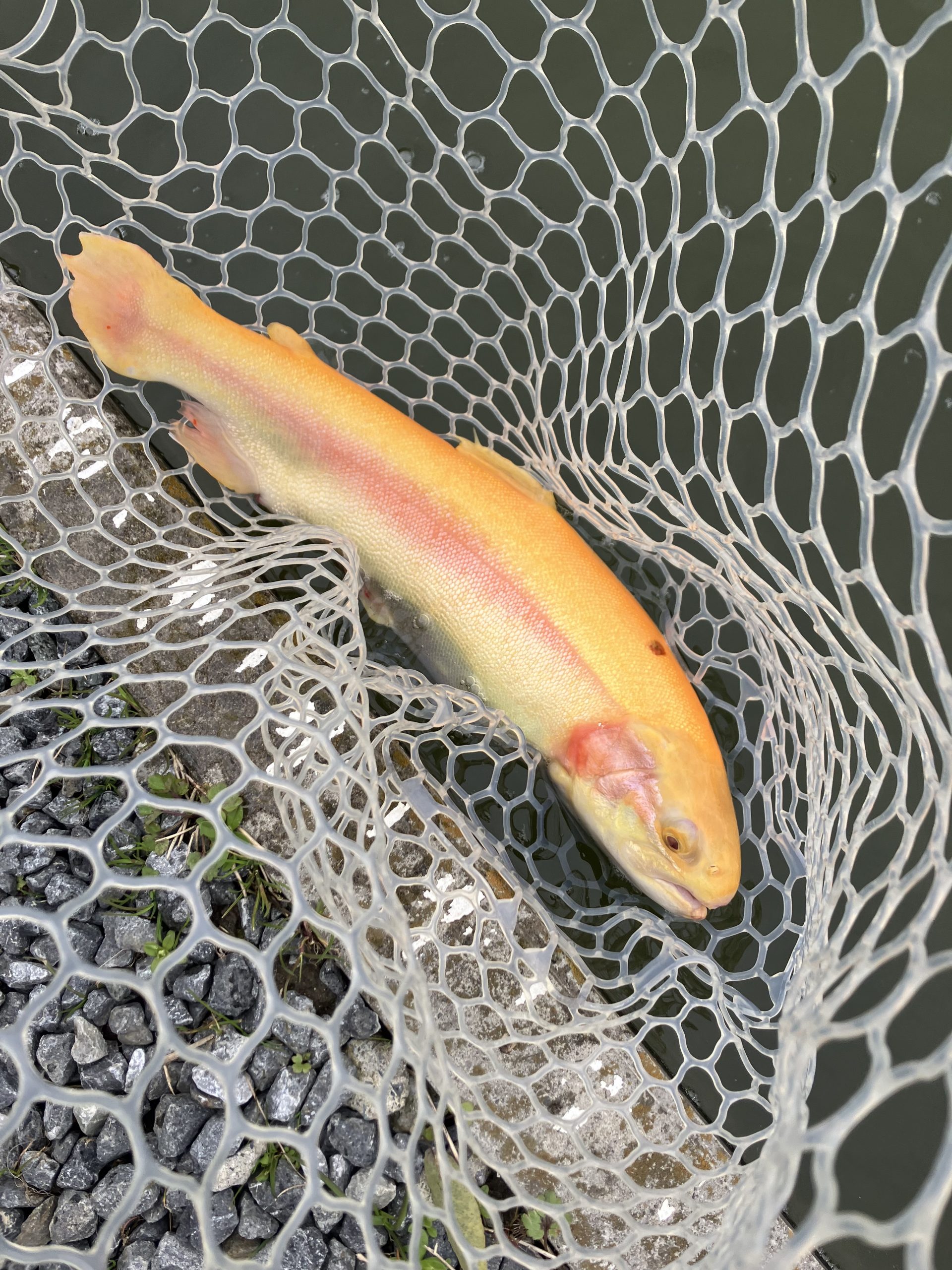 3月13日(金)　羽村市　うにねこさん