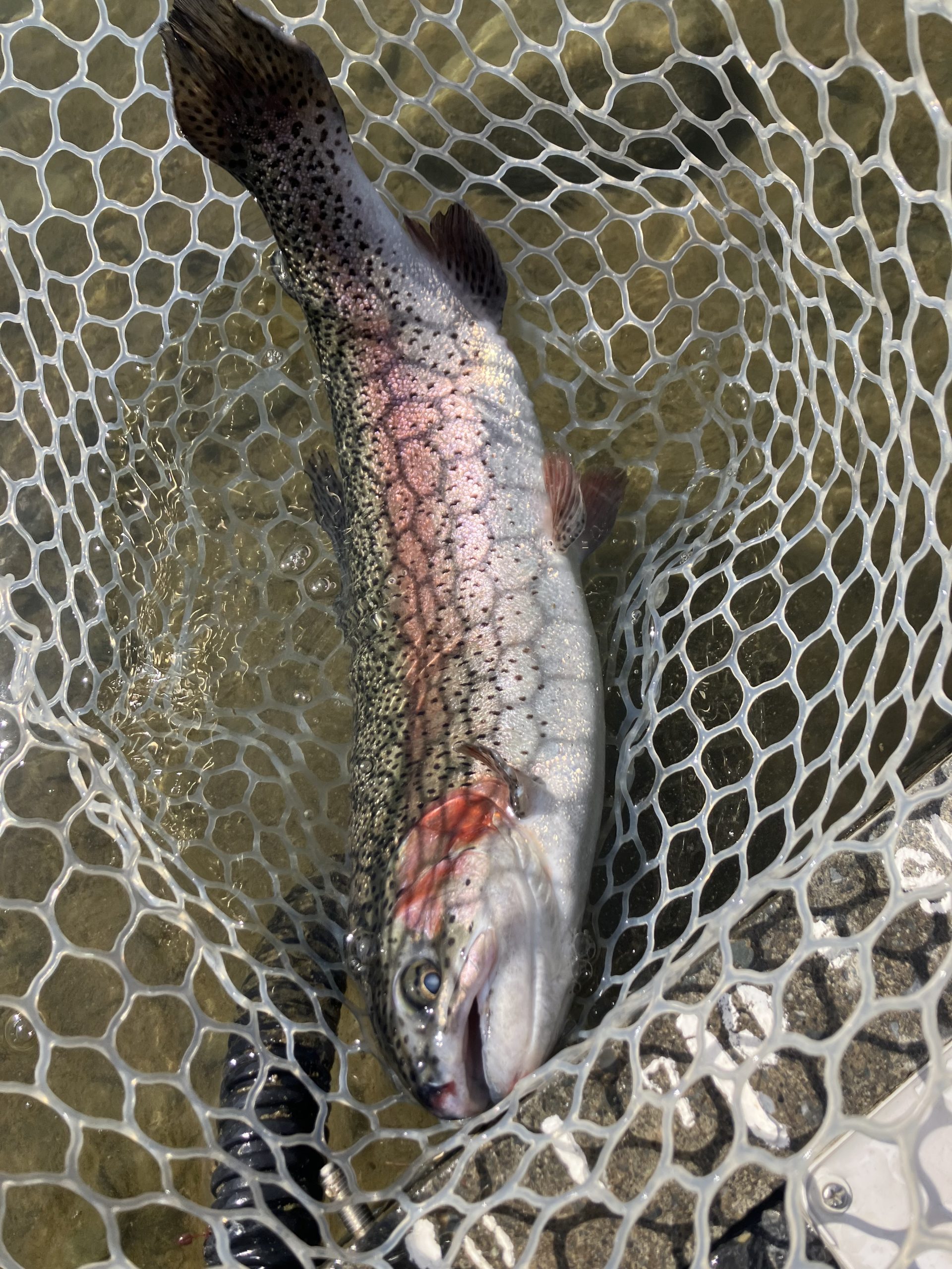 3月15日(日)　羽村市　うにねこさん