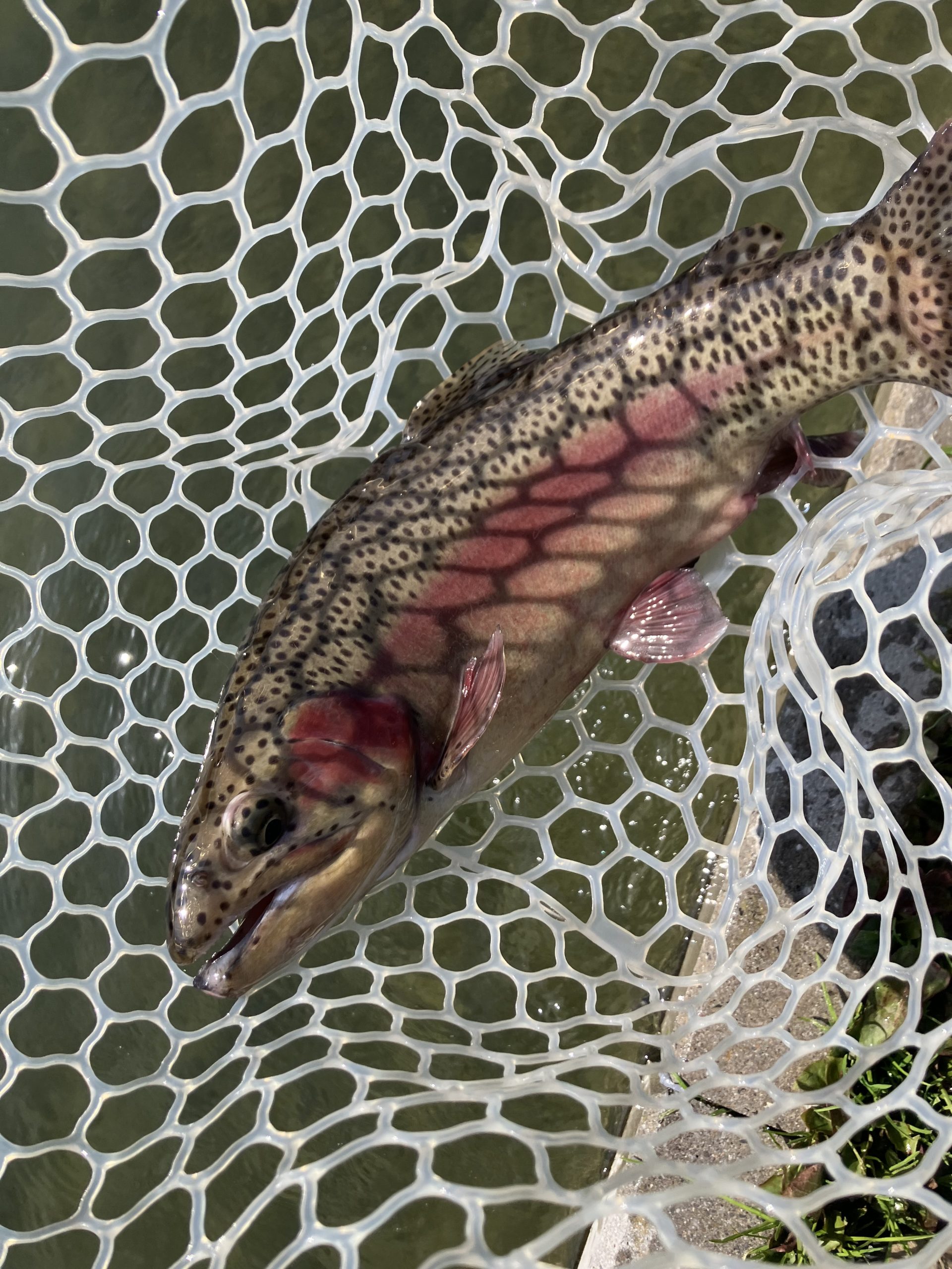 3月17日（火）羽村市　うにねこさん