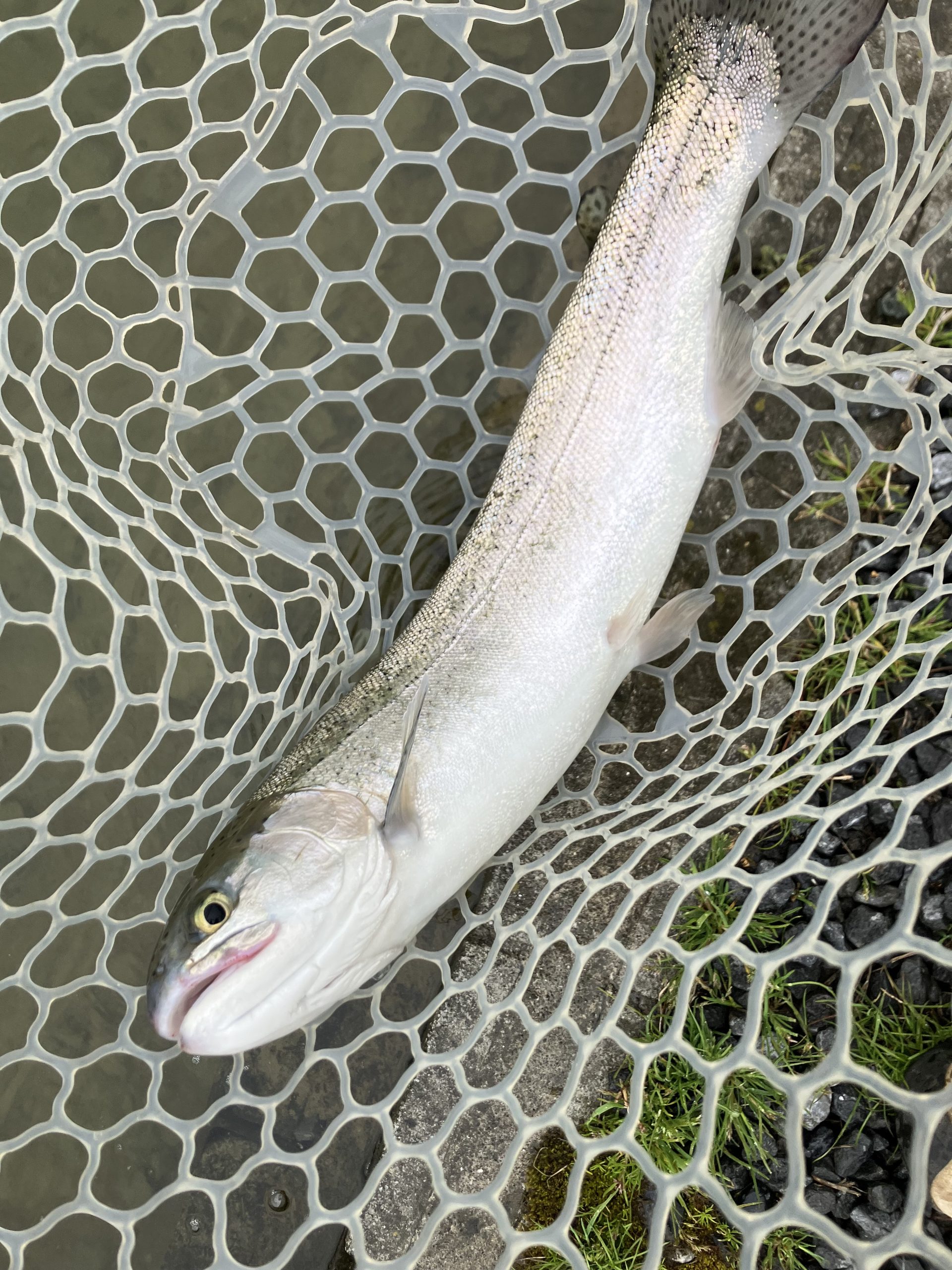 3月20日(金・祝)羽村市 うにねこさん