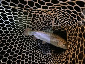 3月7日（土）武蔵村山市　ナイター営業ありがとうございますさん