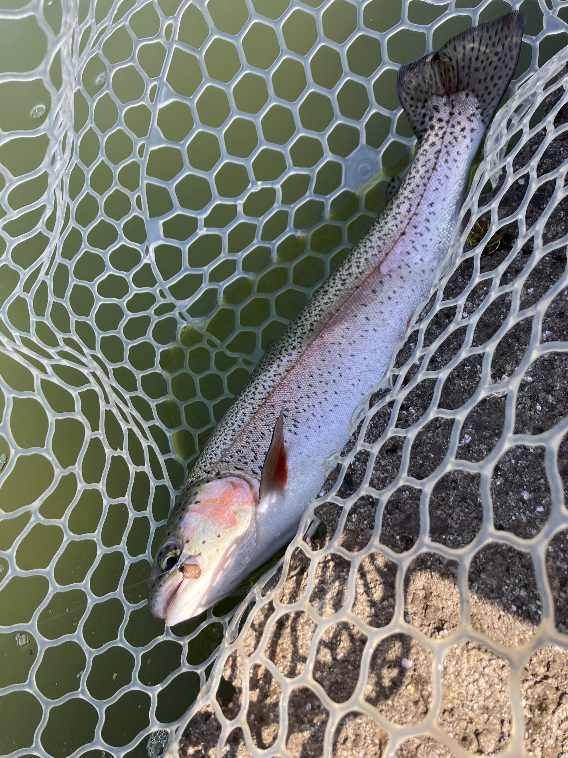 3月23日（月）羽村市　うにねこさん