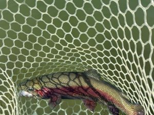 3月14日(土)　武蔵村山市　つきてくさん