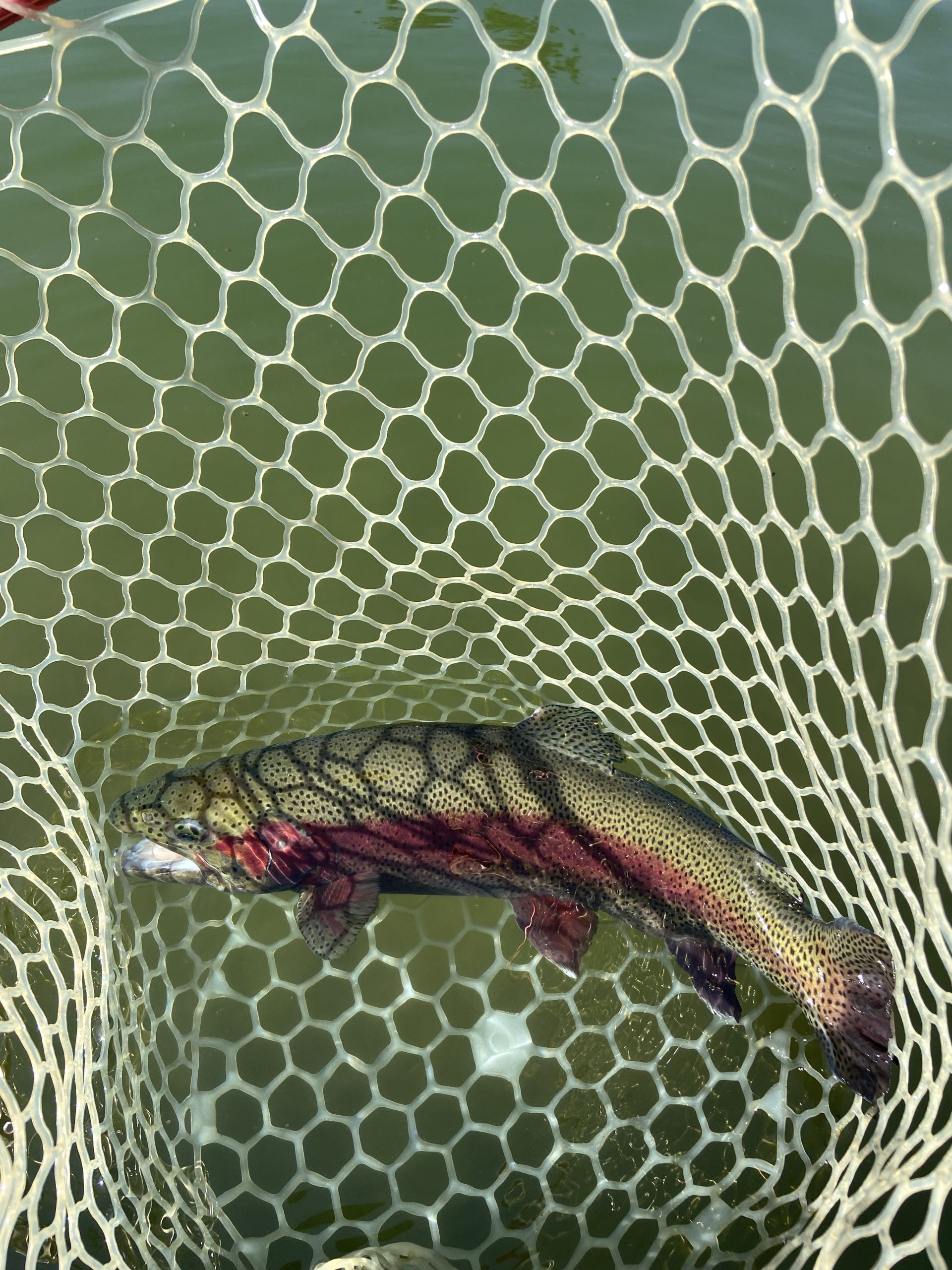 3月14日(土) 武蔵村山市 つきてくさん