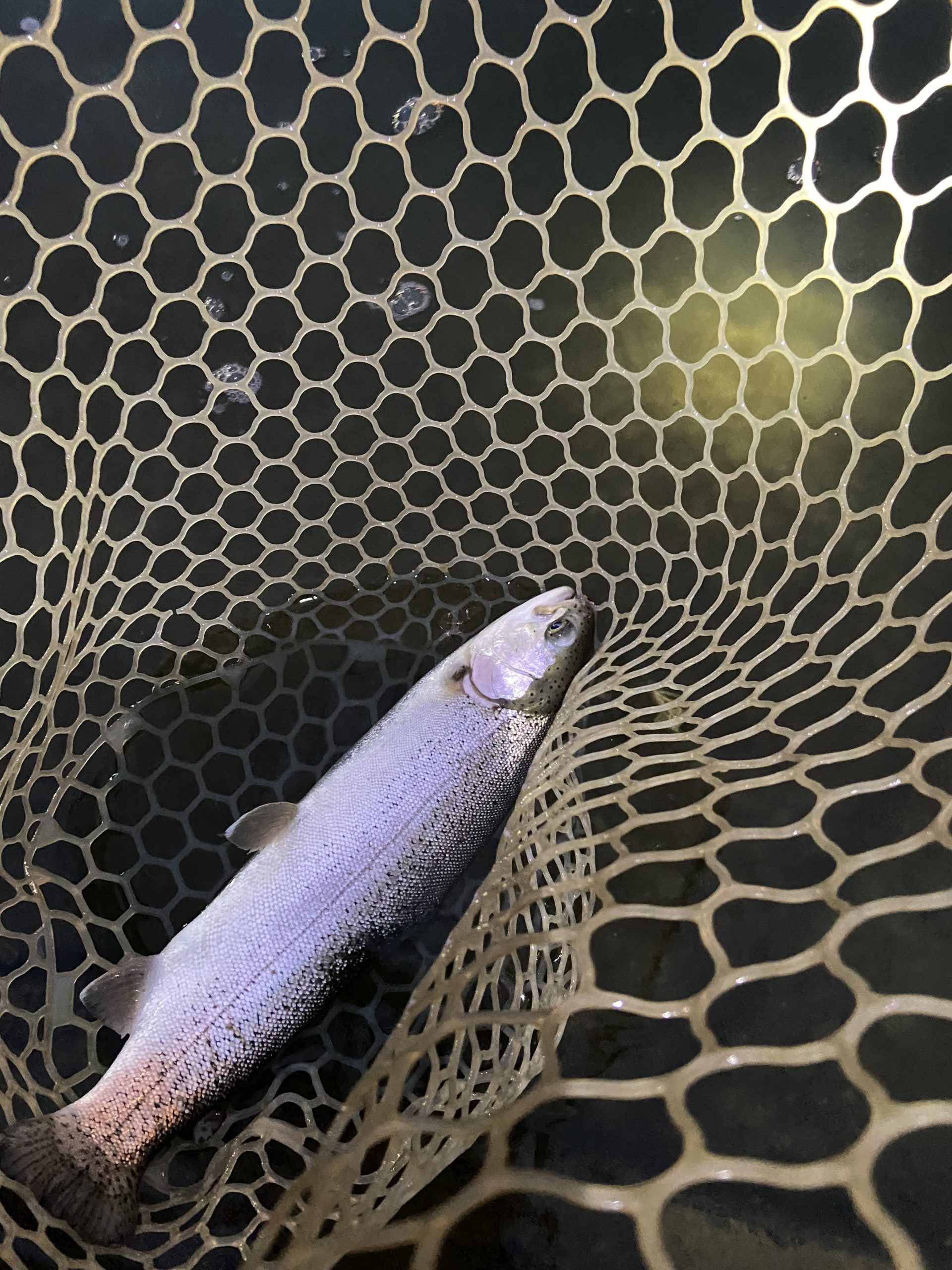 3月21日(土)　武蔵村山市　4月もナイター営業ありがとうございます！さん