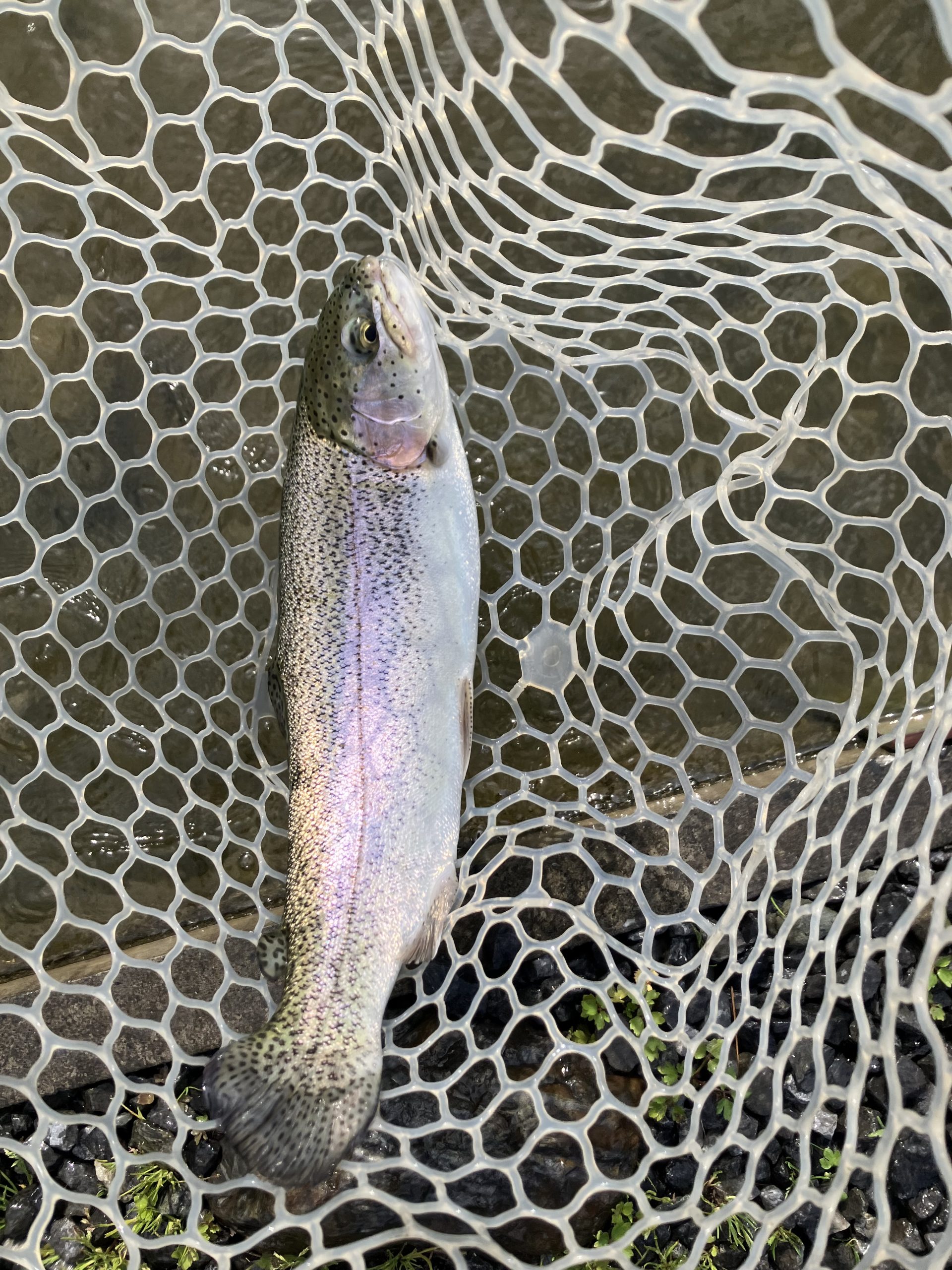 3月28日(土)　羽村市　うにねこさん
