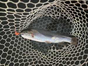 3月20日（金・祝）あきる野市　チャッピーさん