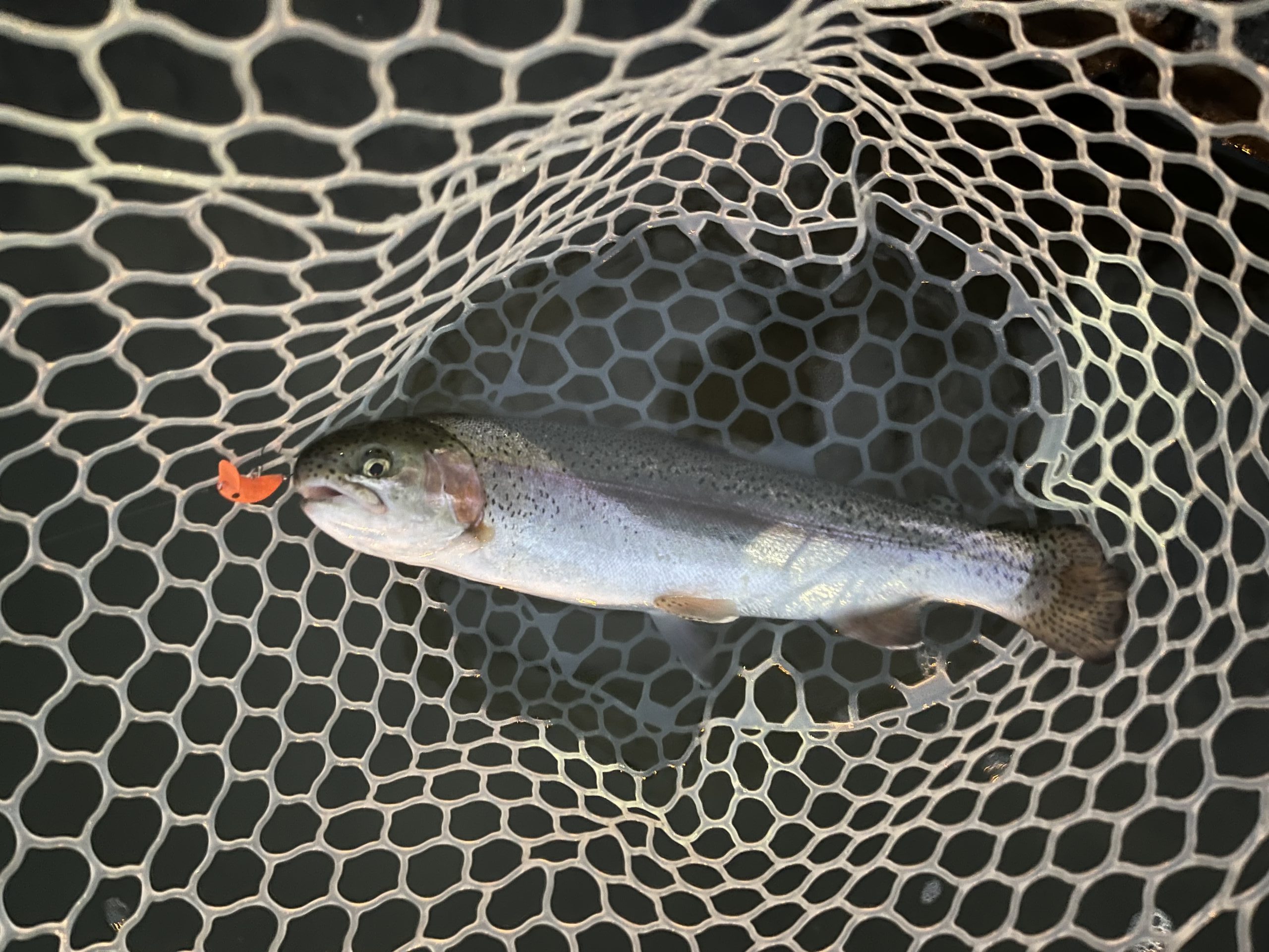 3月20日（金・祝）あきる野市　チャッピーさん