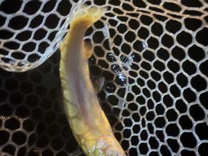 3月28日(土)　あきる野市　チャッピーさん