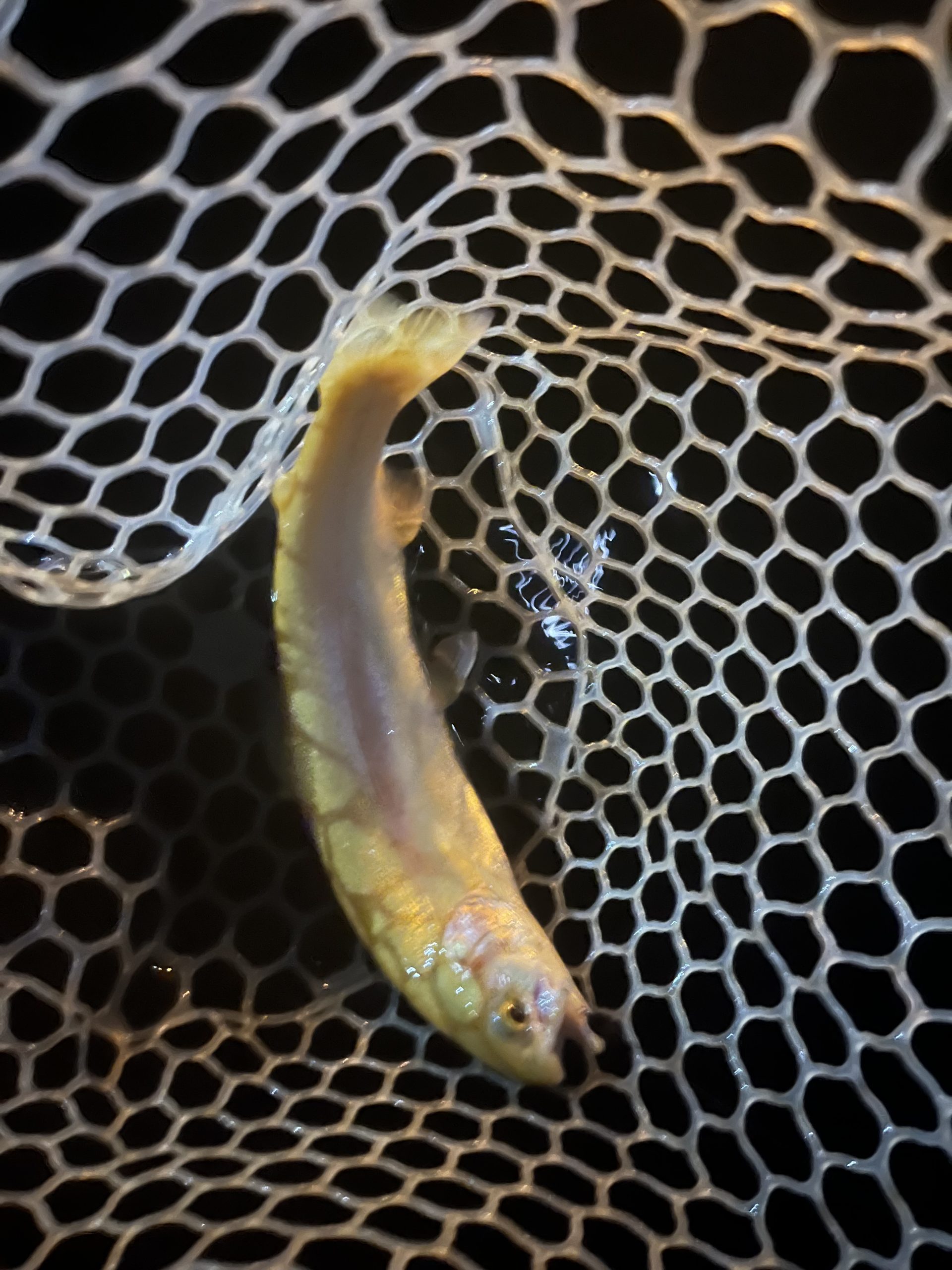 3月28日(土)　あきる野市　チャッピーさん